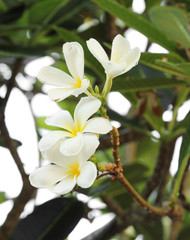 white and yellow frangipani flowers