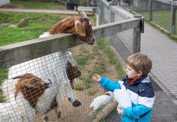 Little toddler boy feeding animals in zoo
