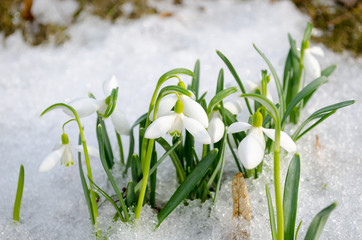 spring snowdrop snowflake flowers blooms snow