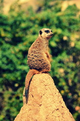 Erdmännchen