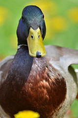 Ente
