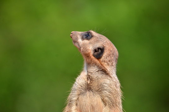 Erdm&auml;nnchen