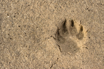 dogs paw print in the beach sand