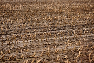 Dry cultivated land with dead plants