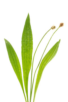 Spitz-Wegerich (Plantago lanceolata) Bl&auml;tter und Bl&uuml;ten auf we