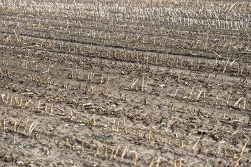 Dry cultivated land with dead plants