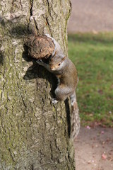 London squirrel