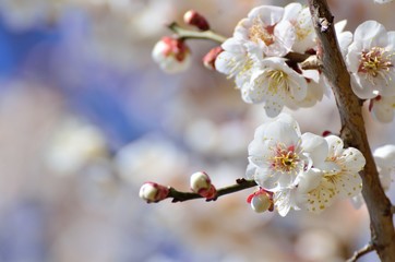 梅の花