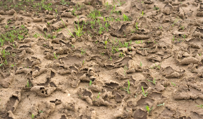 new sprouts through the cracked soil