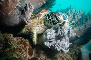 まどろむアオウミガメ