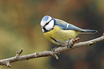 Obraz premium Blaumeise (Cyanistes caeruleus)