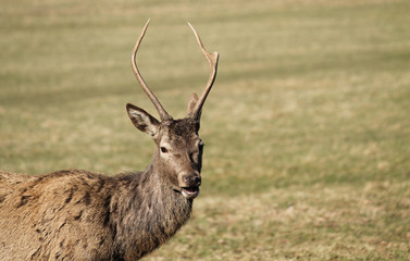 A Young Red Deer with Antlers Standing in a Grass Field.
