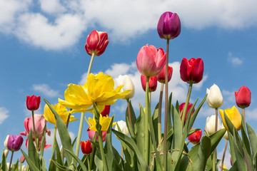 Beautiful colorful tulips against a blue sky with clouds