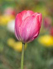 Single tulip with shallow depth of field