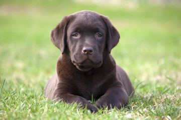 brown labrador puppy