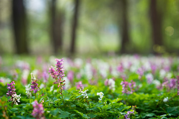 Spring forest with beautiful flower carpet of Holewort flowers
