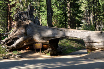passaggio scavato nel tronco di una sequoia