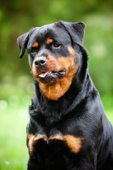 rottweiler dog portrait curious look