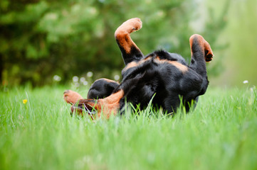 rottweiler dog rolling around in the grass