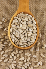 Shelled raw sunflower seeds in wooden spoon on burlap