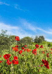 The Red flowers at spring