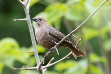 brown Headed Cow Bird