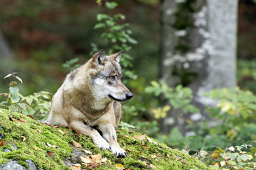 Wolf (Canis lupus)