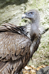 Gänsegeier (Gyps fulvus)