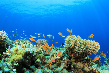 Naklejka na ściany i meble Underwater Coral Reef and Tropical Fish