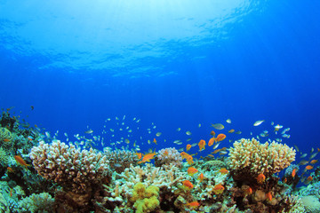 Naklejka na ściany i meble Podwodna rafa koralowa i ryby tropikalne