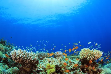 Zelfklevend Fotobehang Onderwater koraalrif en tropische vissen © Richard Carey