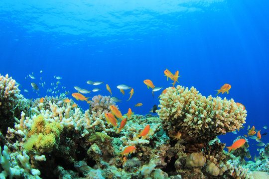 Underwater Coral Reef and Tropical Fish