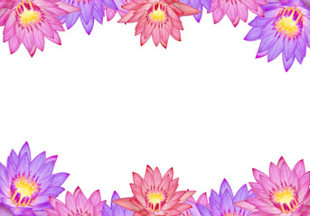 Colorful lotus flowers