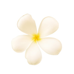 Tropical flowers frangipani isolated on white background