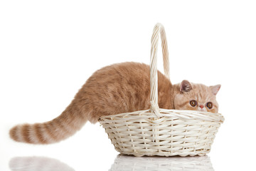 Fototapeta na wymiar Exotic shorthair cat. Adorable kitten with basket on white back