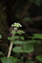 ワサビの花