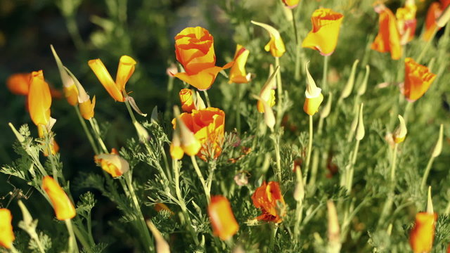 Moning Flowers wake up timelaapse scene