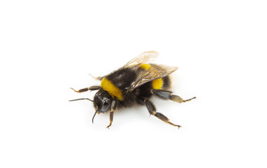 Bumblebee against a white background