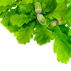 green oak leaves