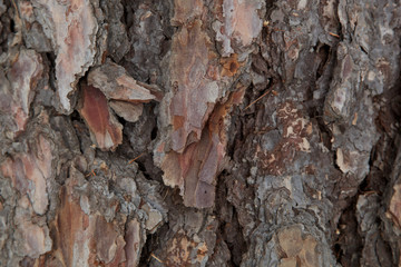 Bark of pine tree as a background.