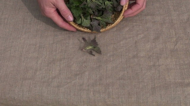 fresh spring nettle (Urtica dioica)  sprouts medical herb