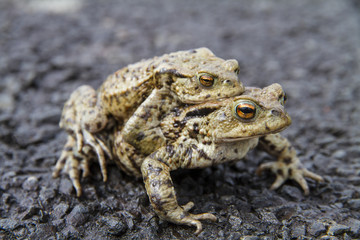Fototapeta premium Mating Common or European Toads (Bufo bufo)