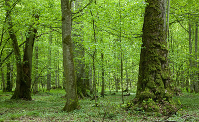 Naklejka premium Old linden trees at sumertime forest