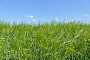 Campo di Orzo