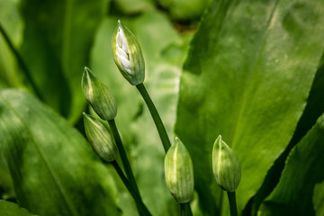 junge Bärlauchblüte, Makro
