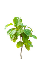 teak tree