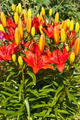 Red-orange lily flower bunch close-up in garden