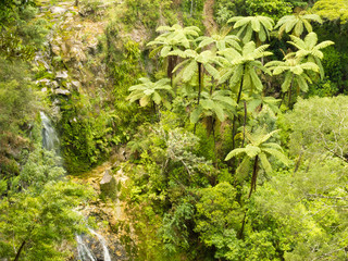 Stand of NZ tree ferns in rainforest wilderness