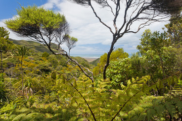 Coastal NZ ferntree forest wilderness near Piha
