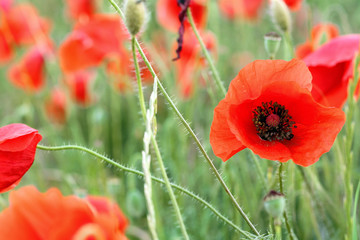 Obraz premium poppy field